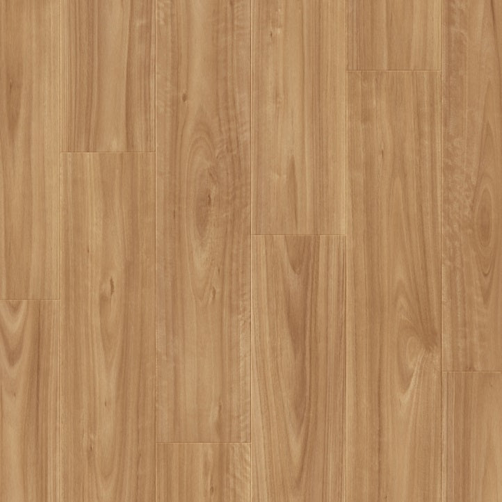 Blackbutt