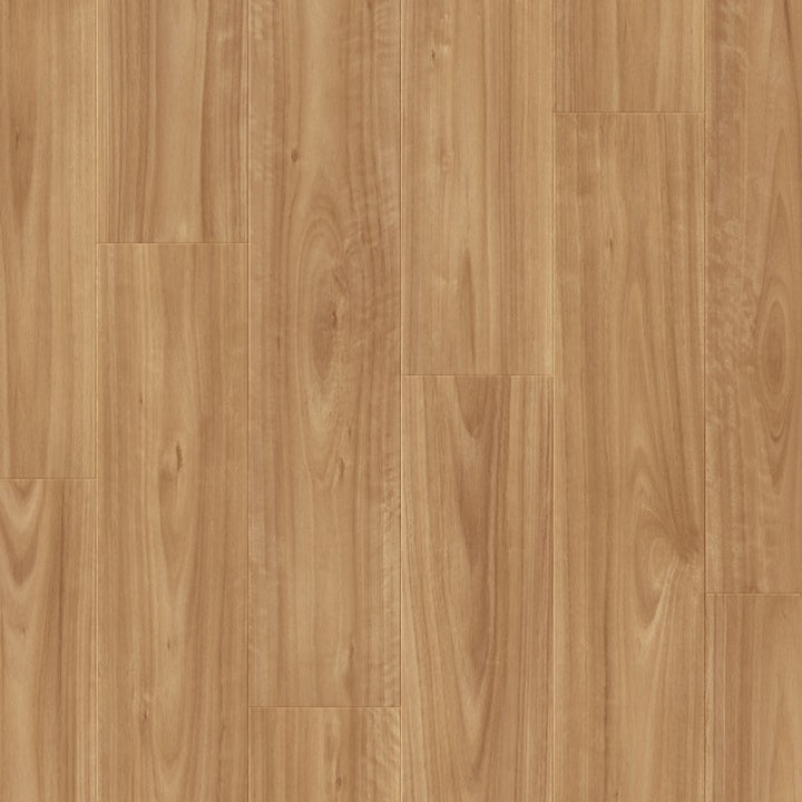 Blackbutt