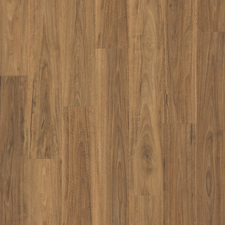 Spotted Gum